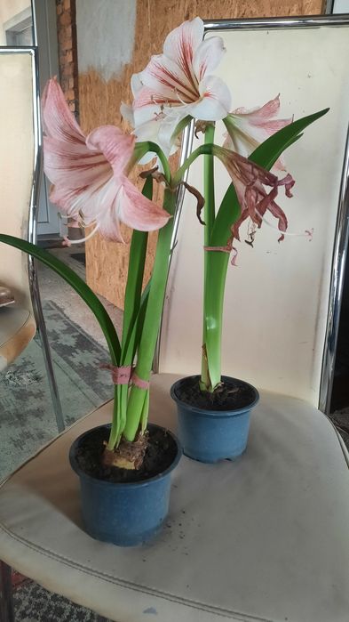 Гіпеаструм кімнатний