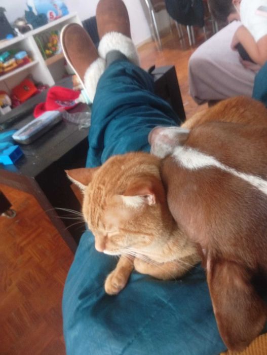 Cão 3 anos para adocao