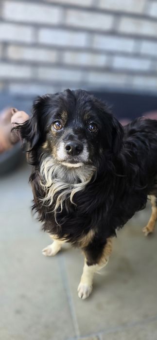 Do adopcji sunia