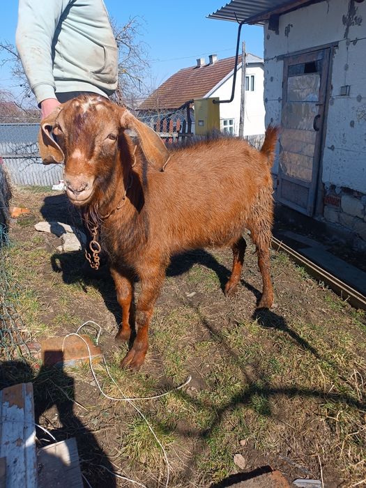 Нубійський цап шукає нову родину