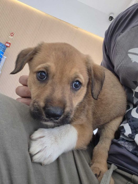 Cães bebés de machos de porte médio/grande