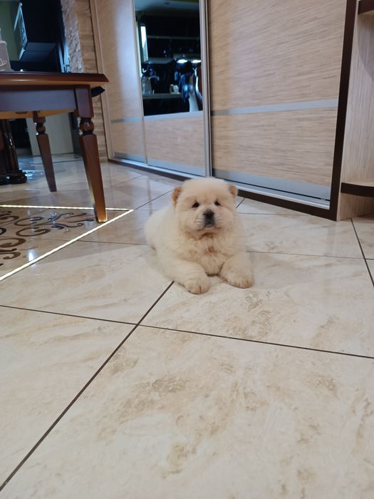 Szczeniak Chow chow (Piesek)