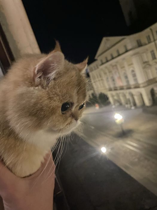 Вʼязка Золота Шиншила