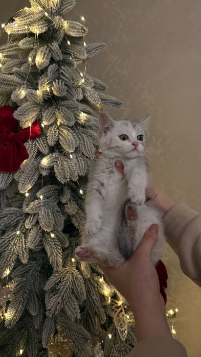 Британка дівчинка