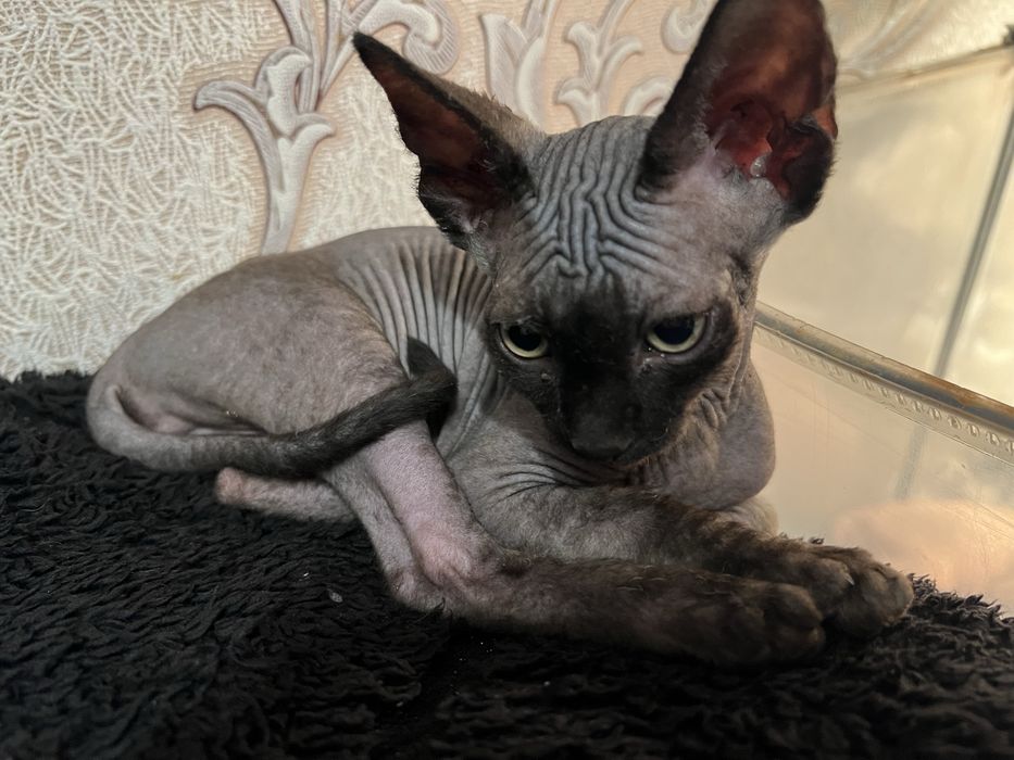 Kotka sfinks  czarna