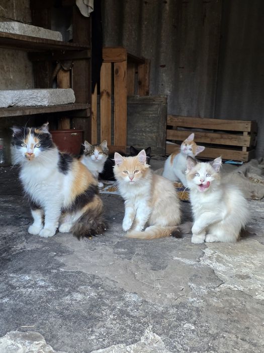 Кошенята у Фастові