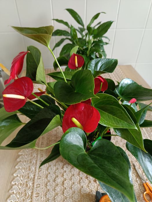 Anturium duże i kwitnące