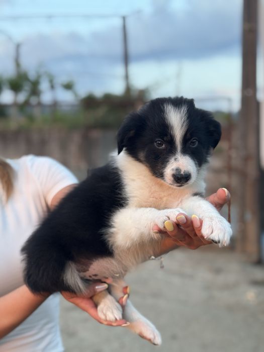 Border Collie TOP