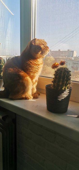 Вязка шотландский вислоухий