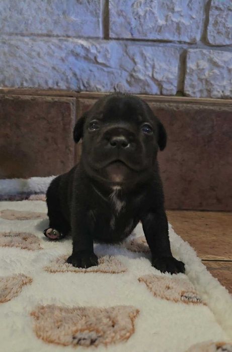 Staffordshire Bull Terrier piesek ZKwP
