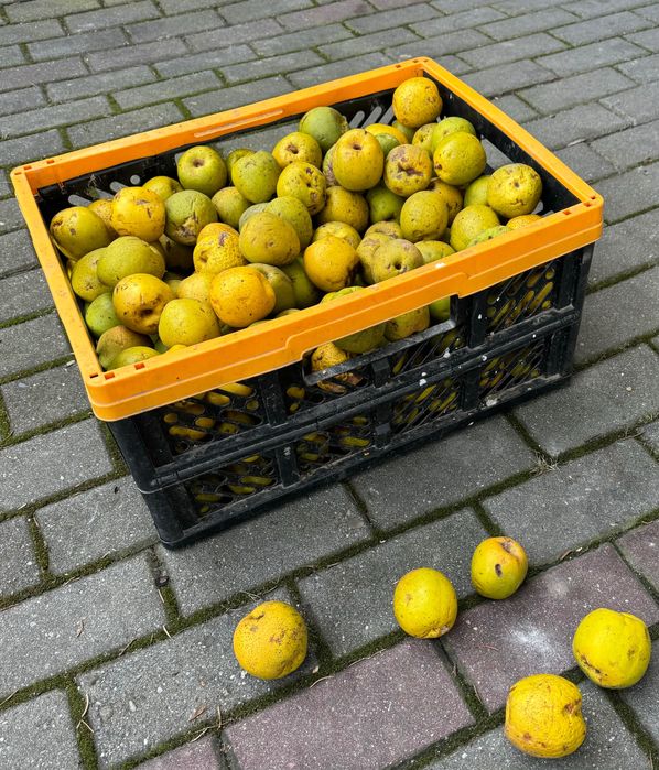 Pigwa, pigwowiec japoński