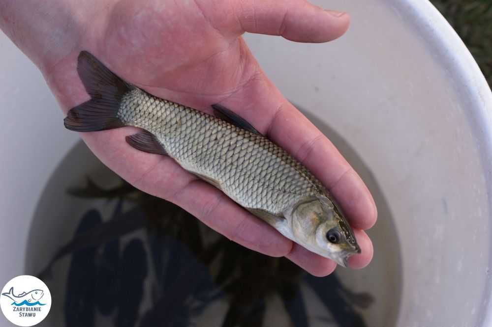 Narybek amura zarybianiestawu