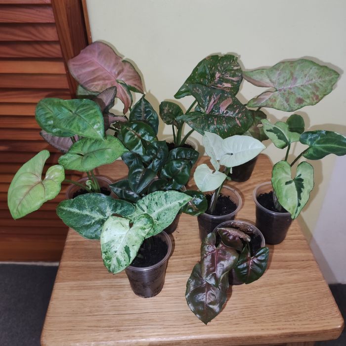 Сортові домашні Сингоніуми