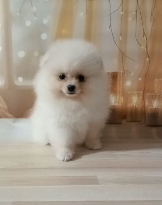 Лялькові принцеси