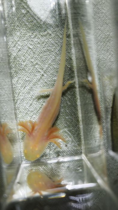 Promoção Axelotes Gold Albinos e Albino.