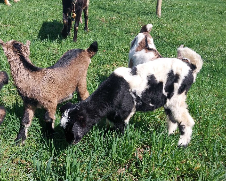 Продаються козенята