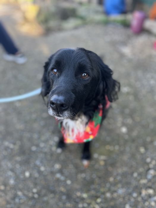 Panda- Porte médio/pelo semi-longo