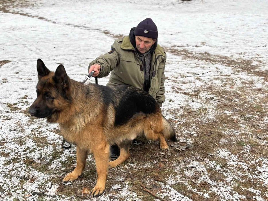 В'язка німецької вівчарки.