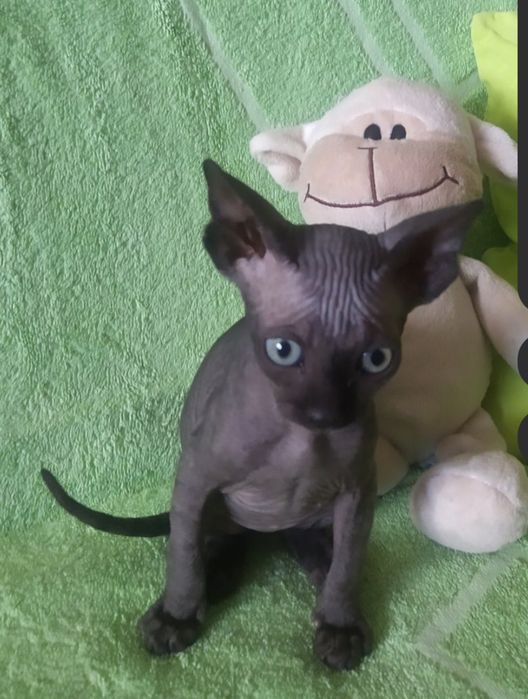 Канадський сфінкс