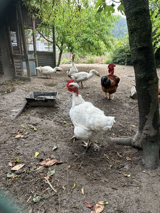 Varias aves disponiveis