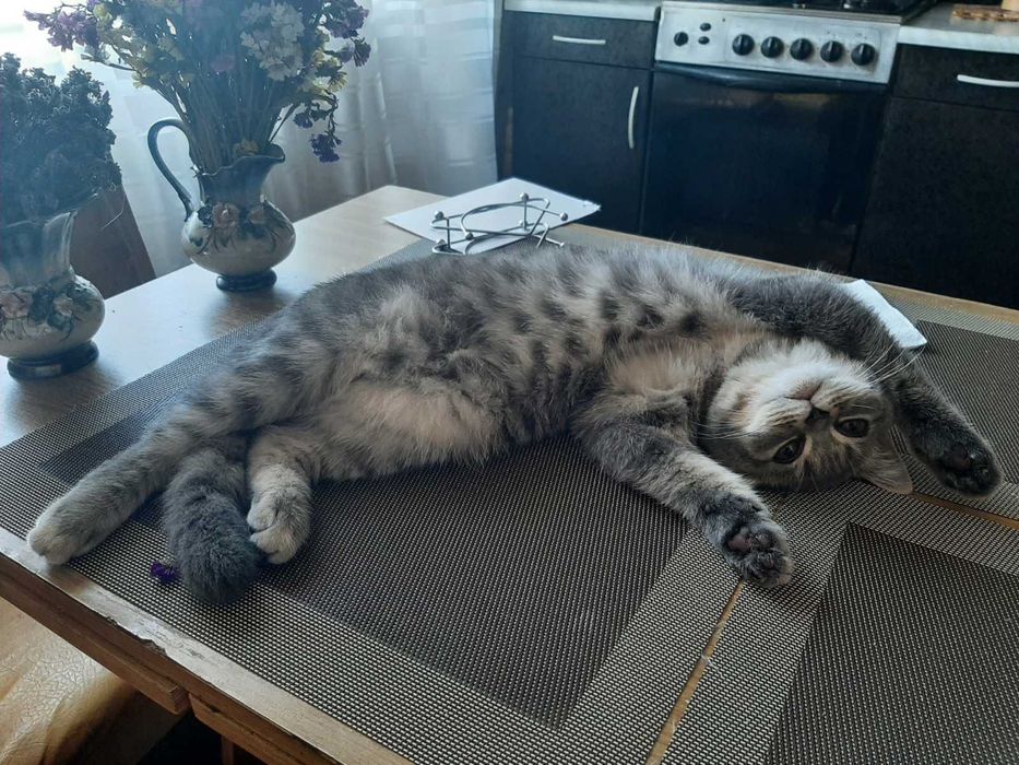 Віддамо кішку у добрі руки