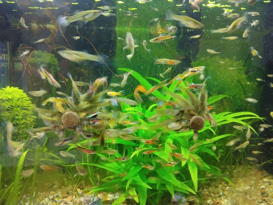 Sprzedam molinezje czarne , gupiki