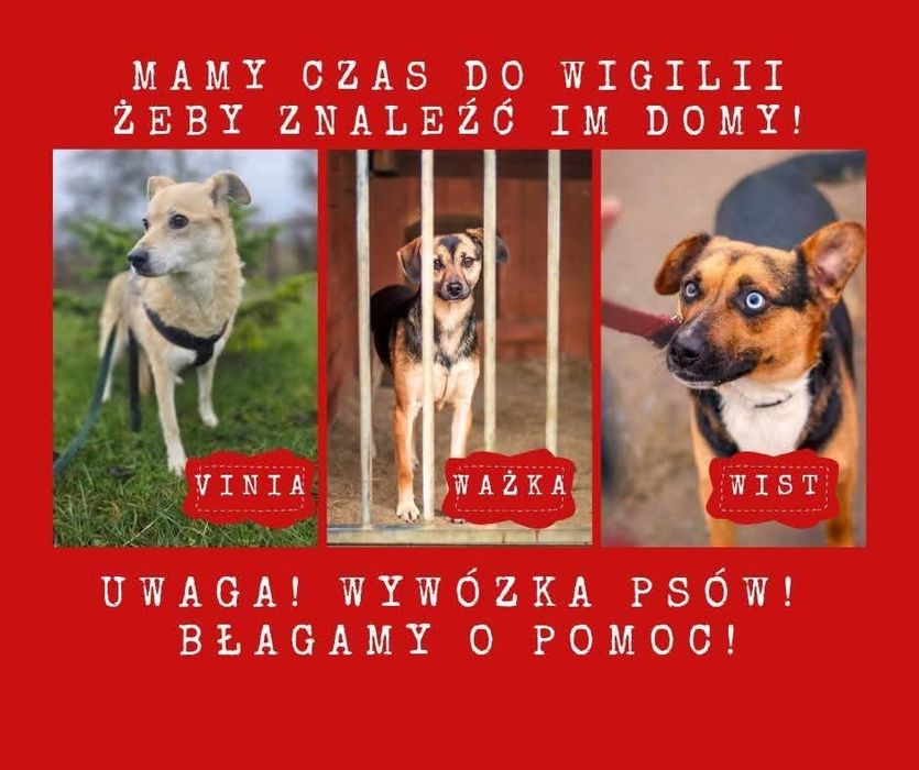 Dziewięć piesków jest w takiej sytuacji że za miesiąc muszą wyjechać z