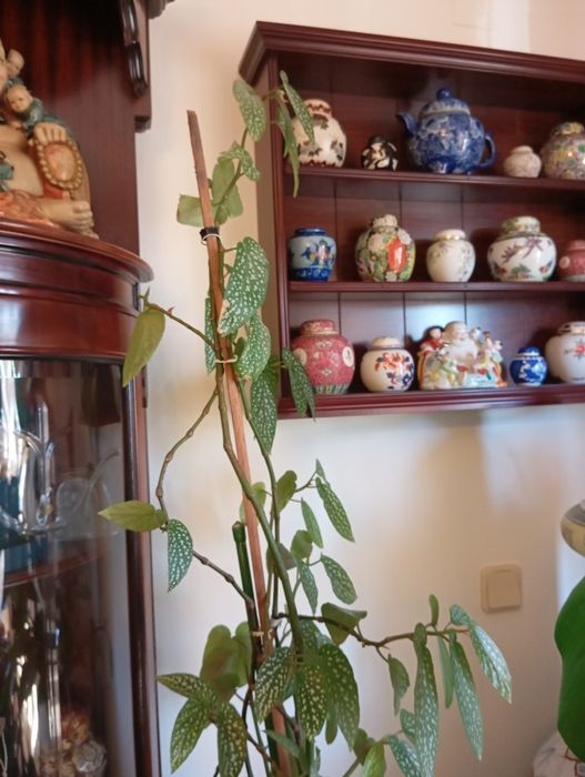 Vendo planta, Chuva de Prata