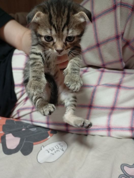 Шатладские котята