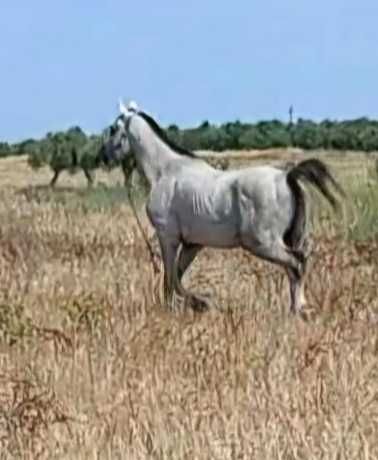 Vendocavalobemmo