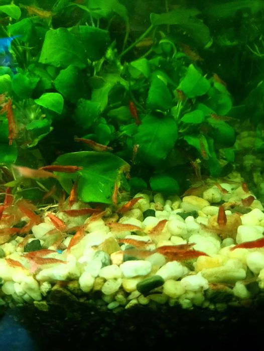 Krewetki Red Cherry
