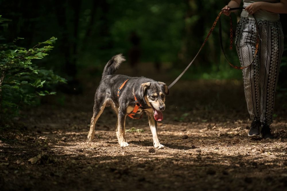 Wesoly slodziak Gufik czeka na dom