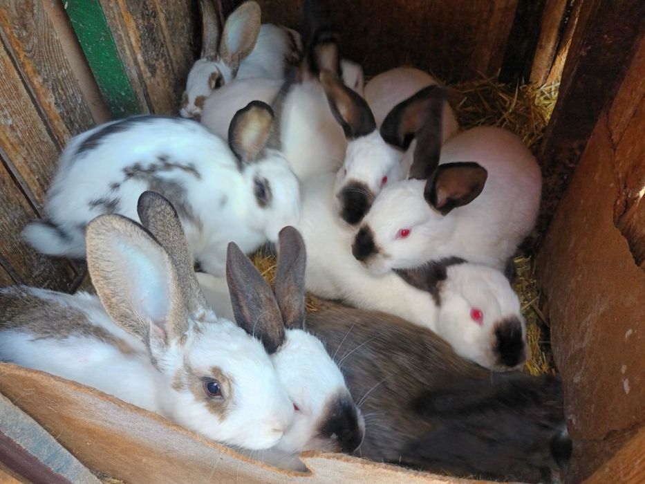 Króliki z odbiorem osobistym