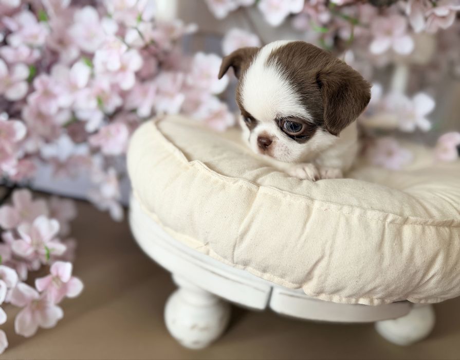 ***Prześliczny chłopczyk chihuahua***