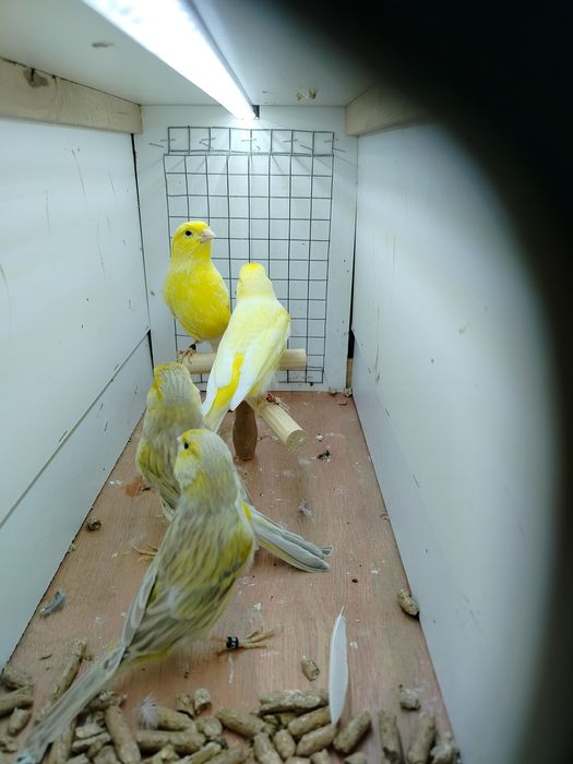 Kanarki samce młode