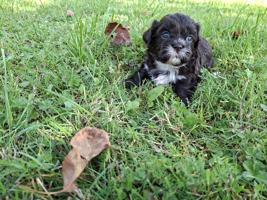 Shih-tzu piesek czekoladowy