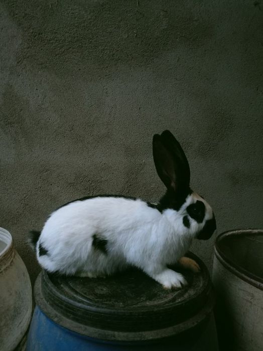 Sprzedam samce srokacze