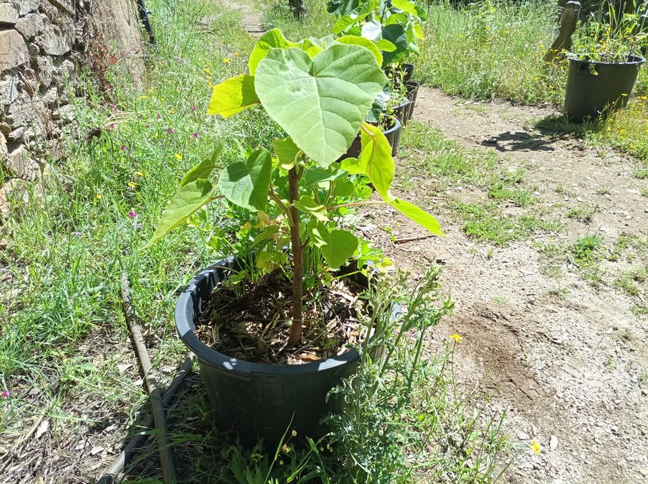 Paulownia elongata hybrids and other plants