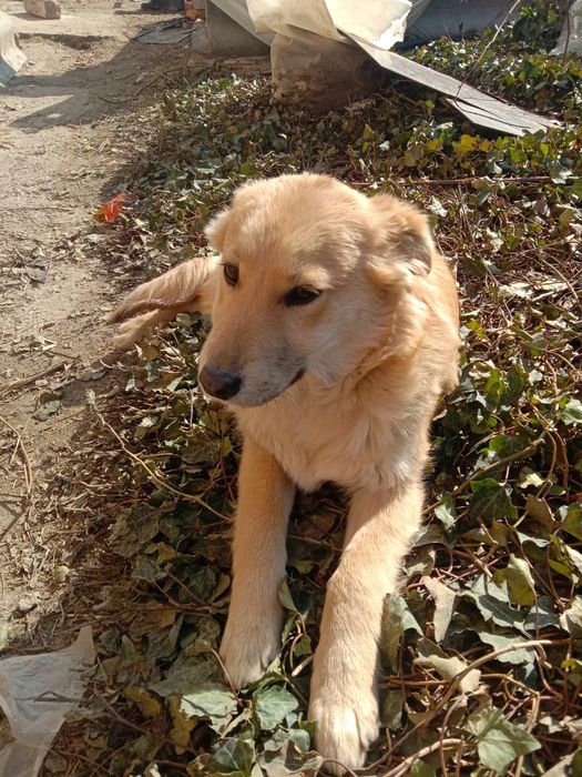 Щенки в добрые руки