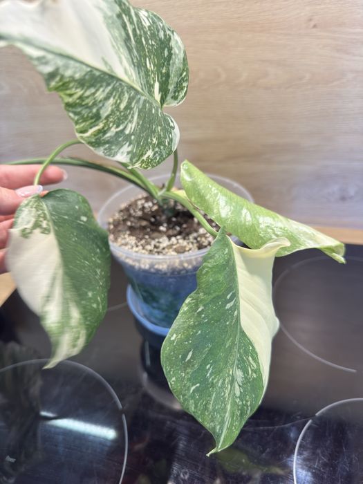 Monstera 'Creme Brulee'