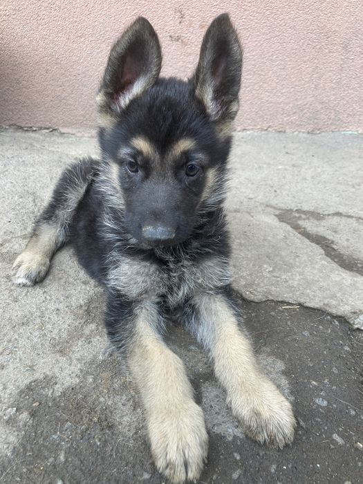 Продам цуценят Німецької вівчарки Умань