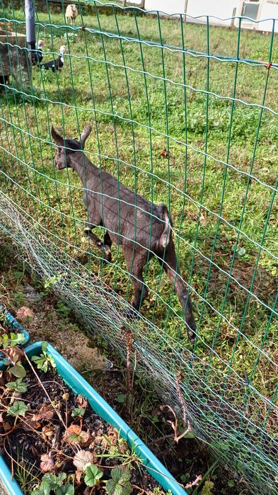 Cabra de raça grande pura murciana