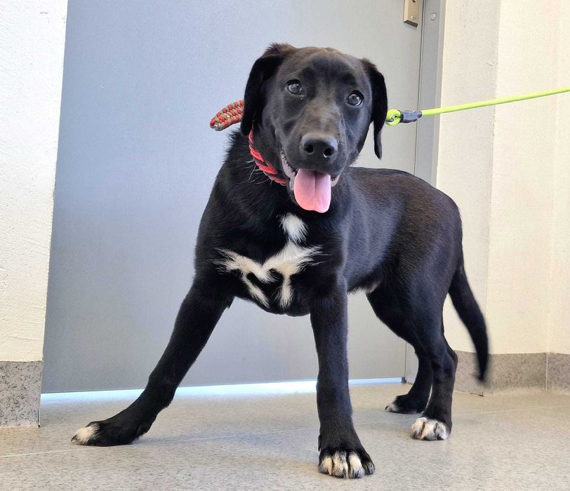 Znaleziono czarnego szczeniaka gm. Redzikowo