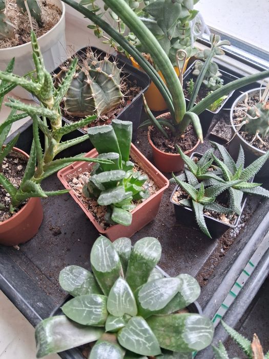 Недорого колекція сукулентів