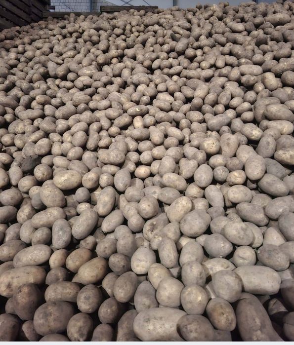 Sprzedam nowe ziemniaki