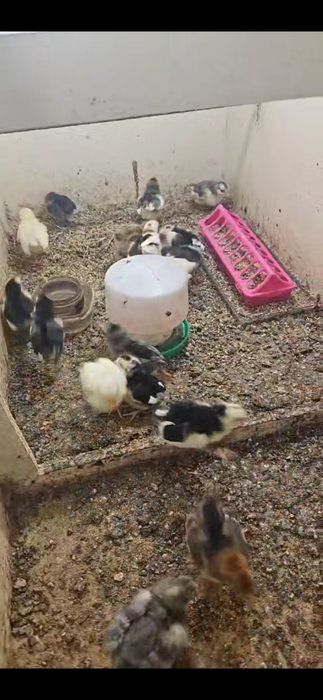 Kurczaki szwedzkie kwiaty