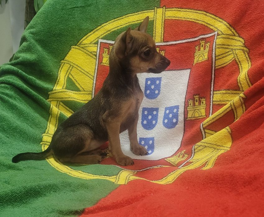 Pinscher miniatura femea