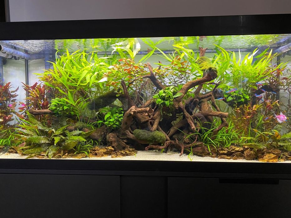 Akwarium Eheim 240 Jbl