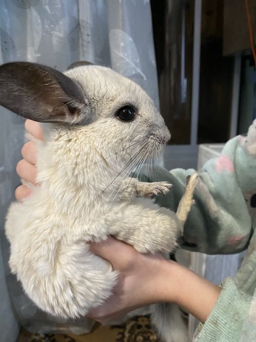 Пухнасті       друзі