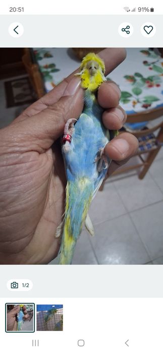 Piriquitos harogomo fêmea